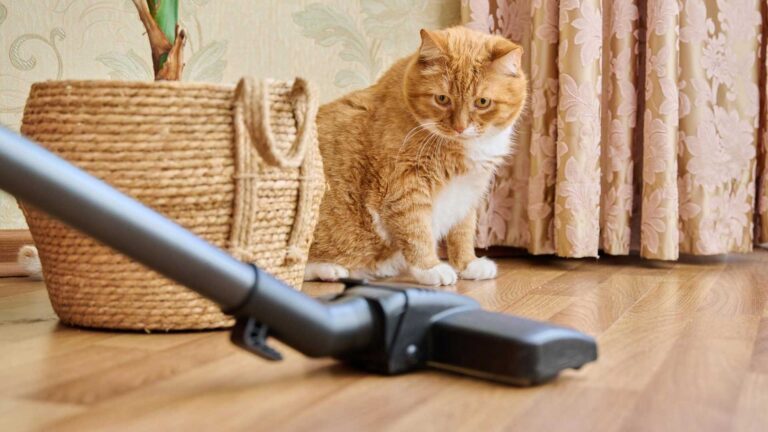 Cat Staring at Vacuum Cleaner